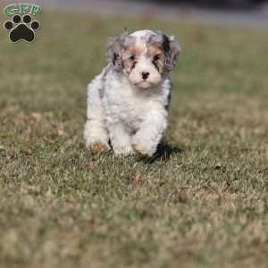 Frosty, Cavapoo Puppy